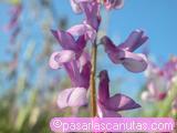 foto de flores de algarrobilla de monte - vicia cracca con tama&ntilde;o de 160X120; ver distintas medidas disponibles a la derecha